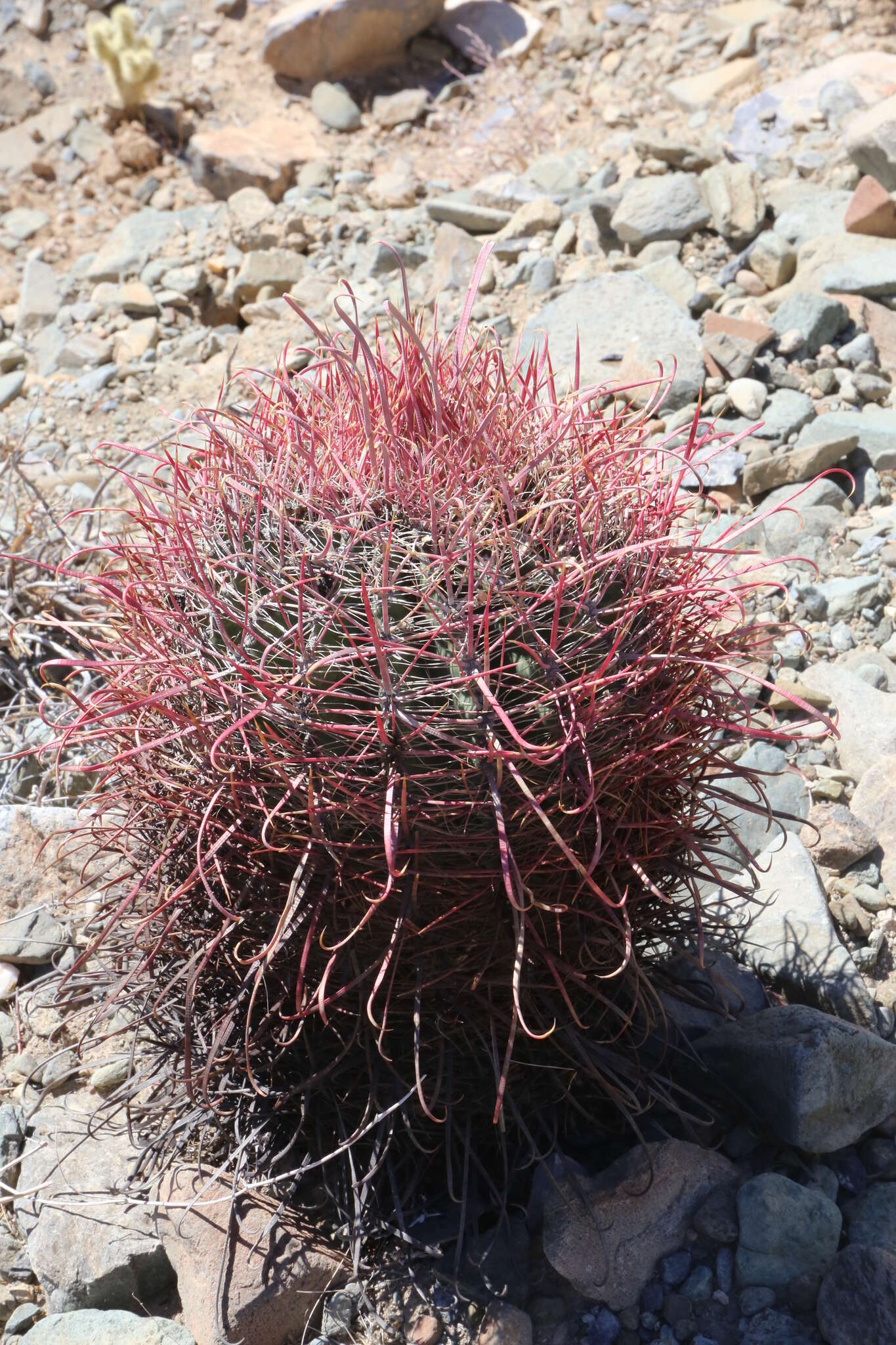 Image of Ferocactus gracilis subsp. tortulispinus