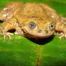 Image of Sehuencas water frog