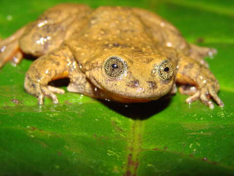 Image of Sehuencas water frog