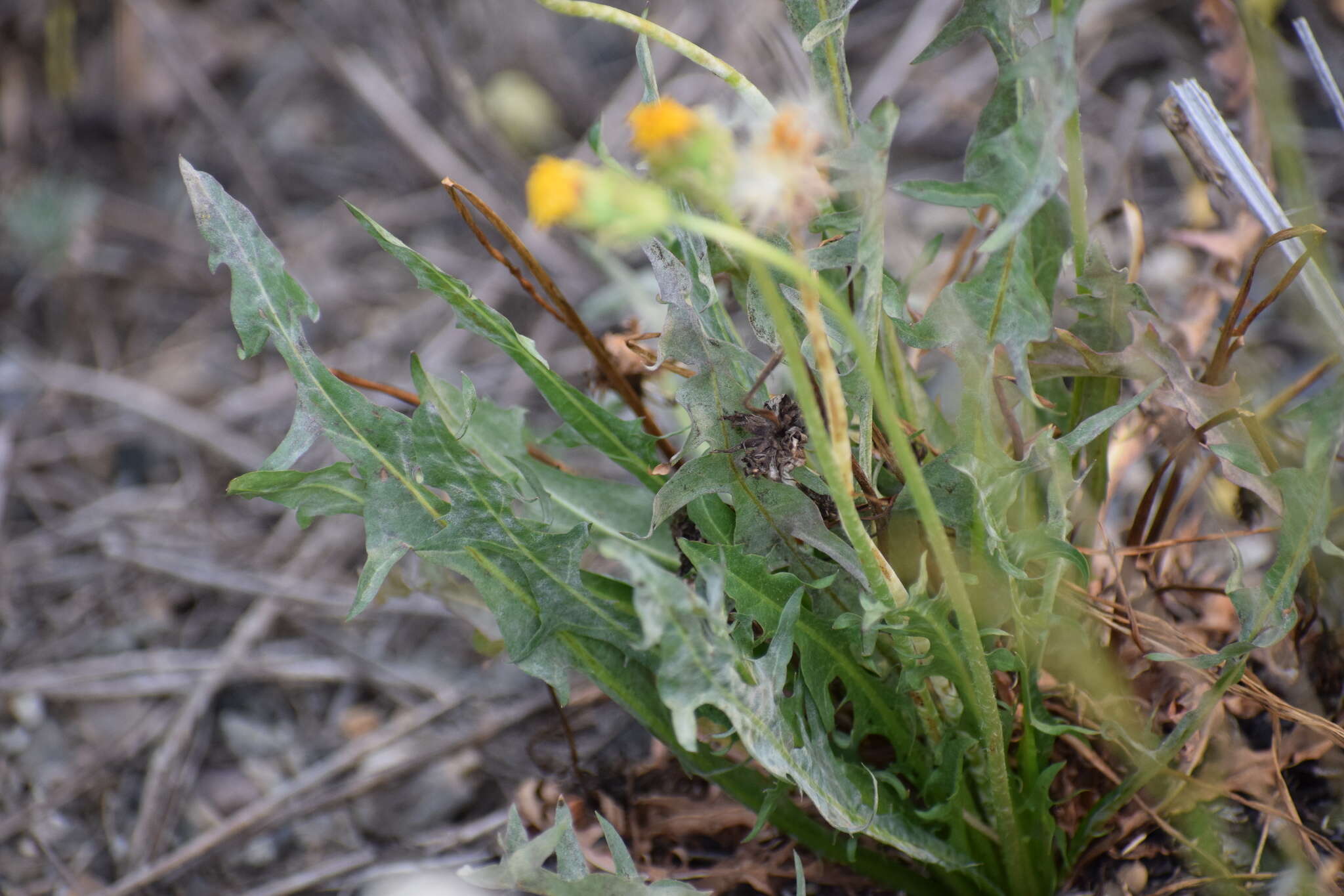 Image of Horned Dandelion