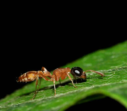 صورة Pseudomyrmex tenuis (Fabricius 1804)