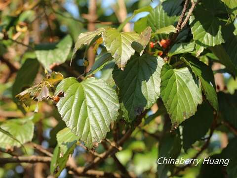 Image of Viburnum luzonicum Rolfe