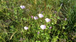 Image of hairy marshmallow