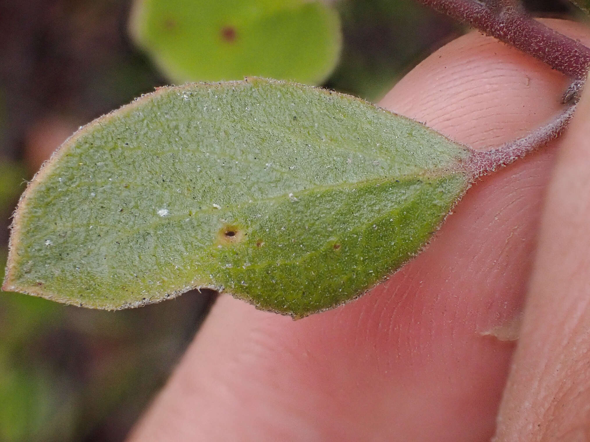 Image of Hooker's manzanita