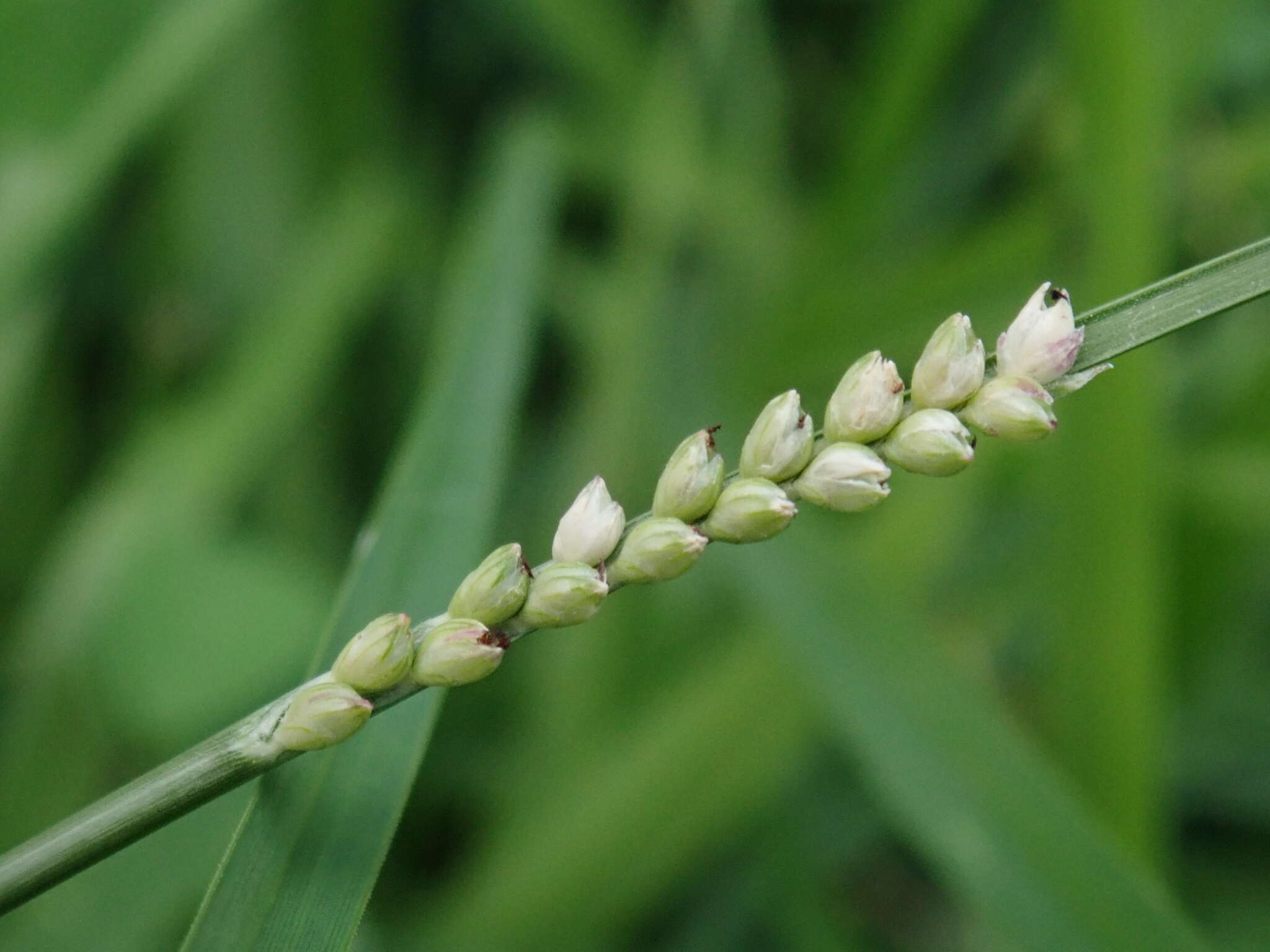 Image of Setaria flavida (Retz.) Veldkamp