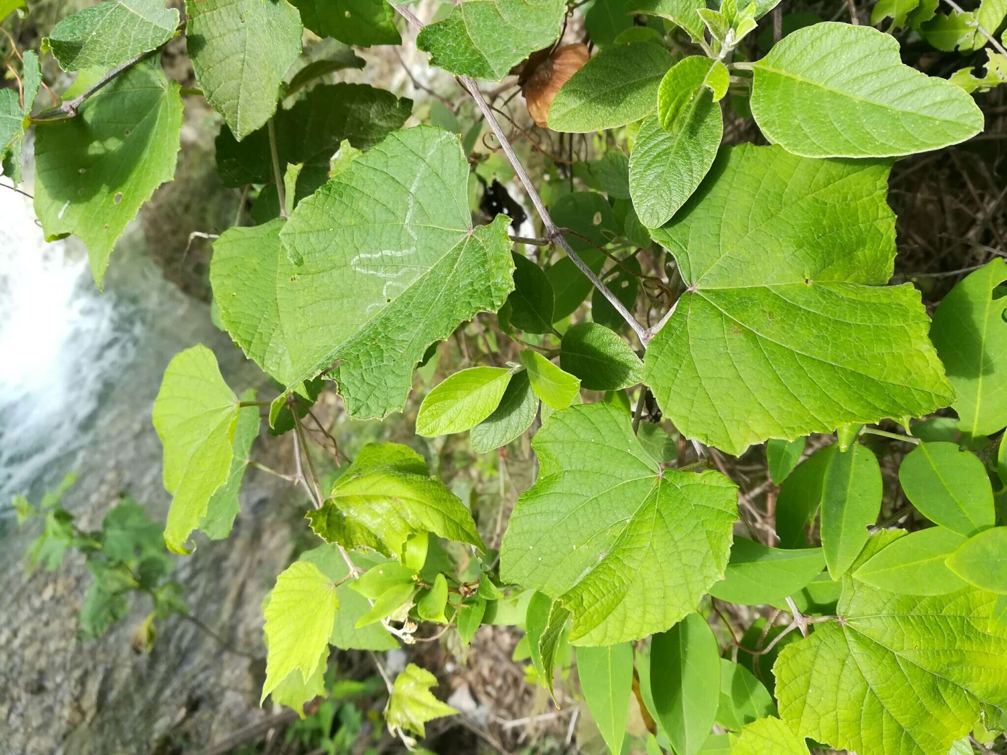 Image of graybark grape