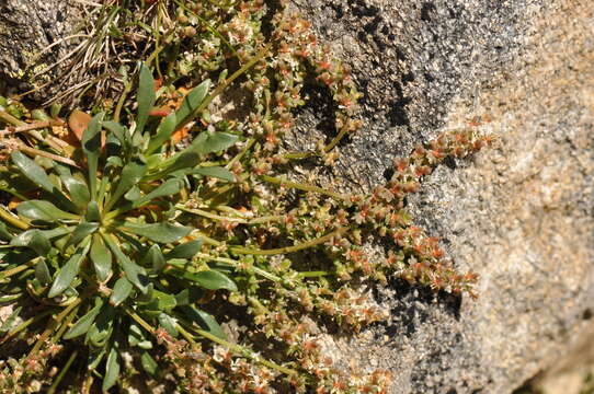 Слика од Sesamoides interrupta (Boreau) G. López González