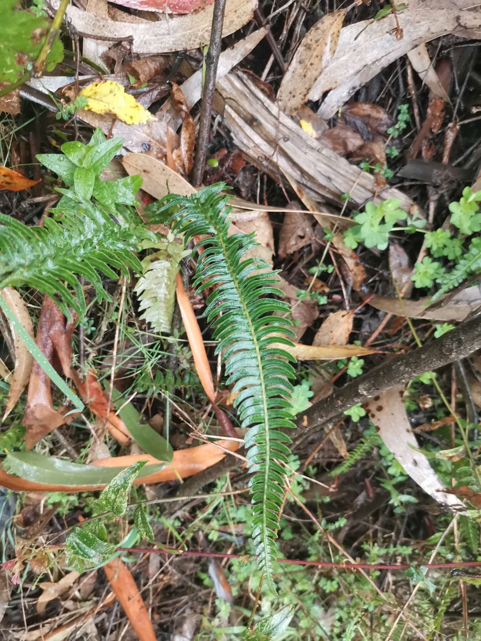 Sivun Blechnum hastatum Kaulf. kuva