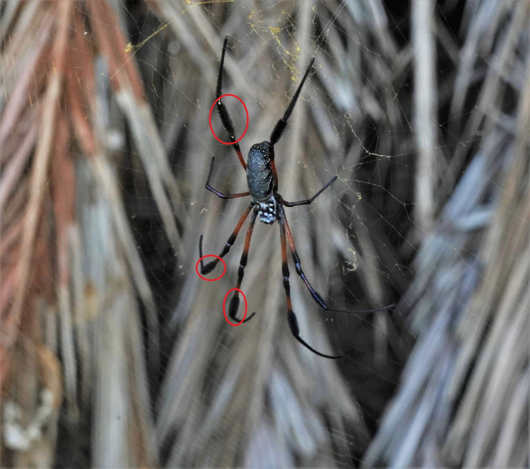 Imagem de Nephila comorana Strand 1916