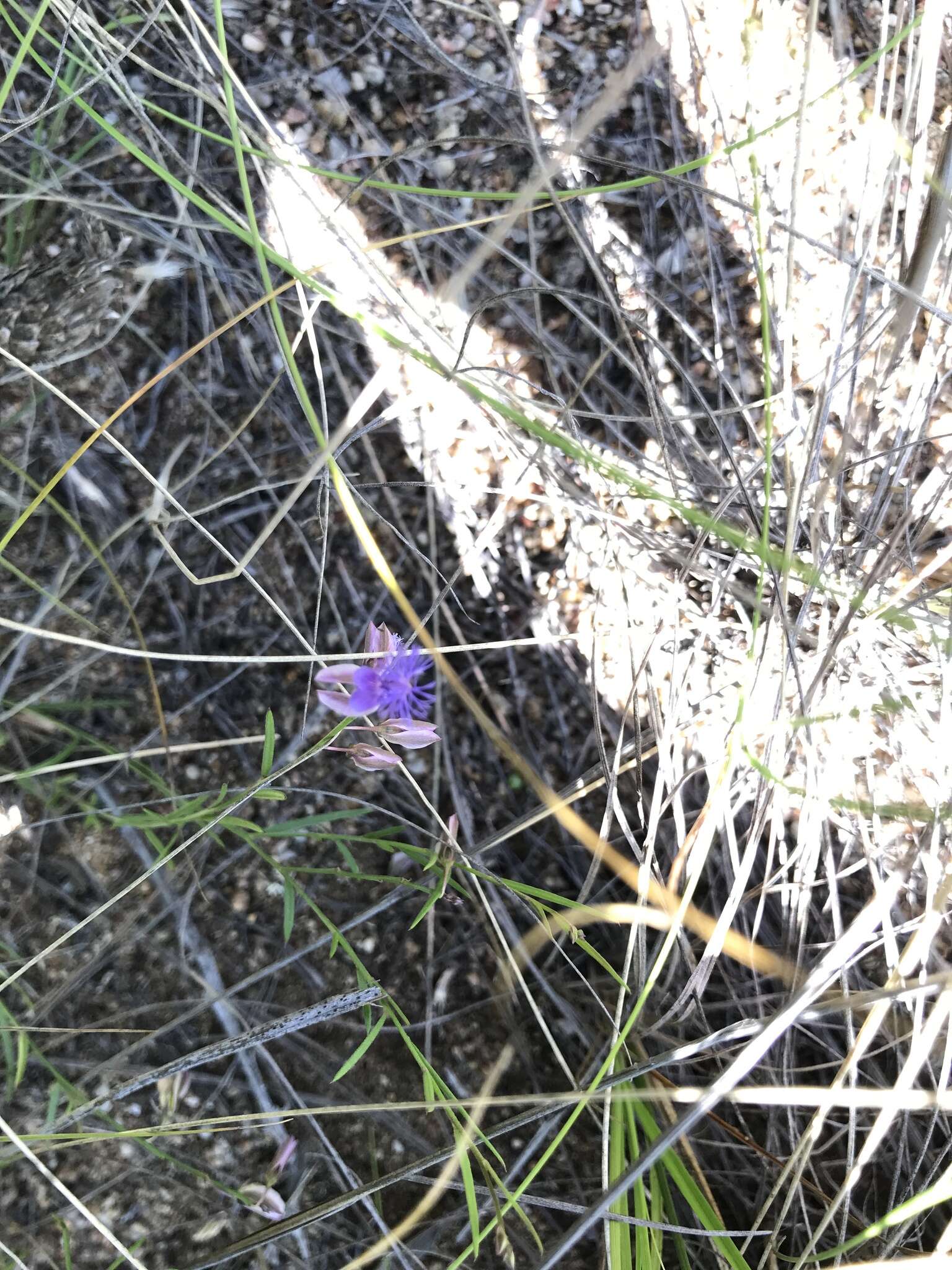 Image of Polygala tenuifolia Willd.