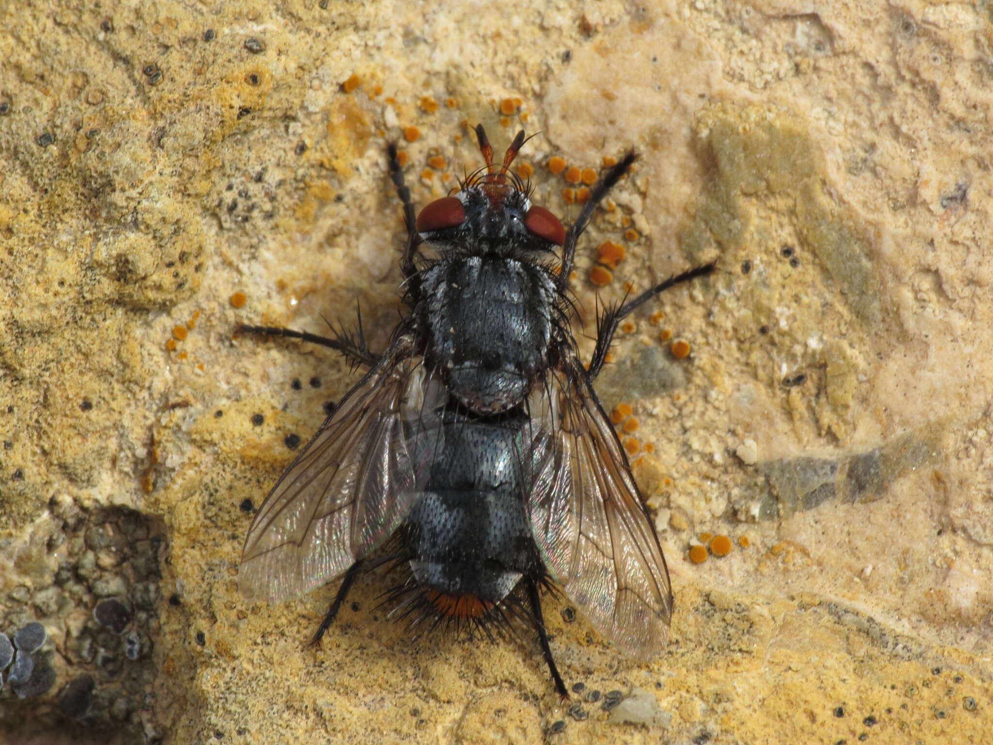 Image of Peleteria ruficornis (Macquart 1835)