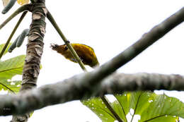 Image of Olive-backed Euphonia