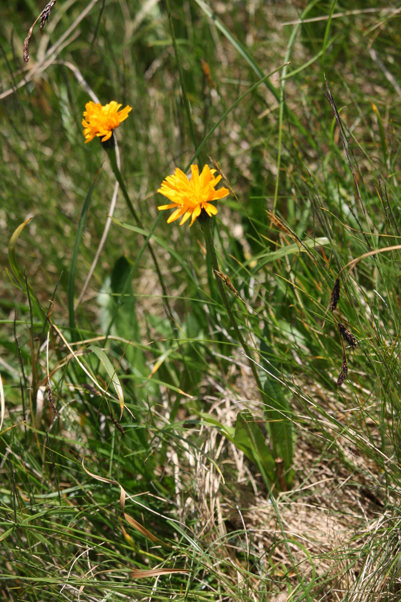 Image of Scorzoneroides crocea (Haenke) Holub