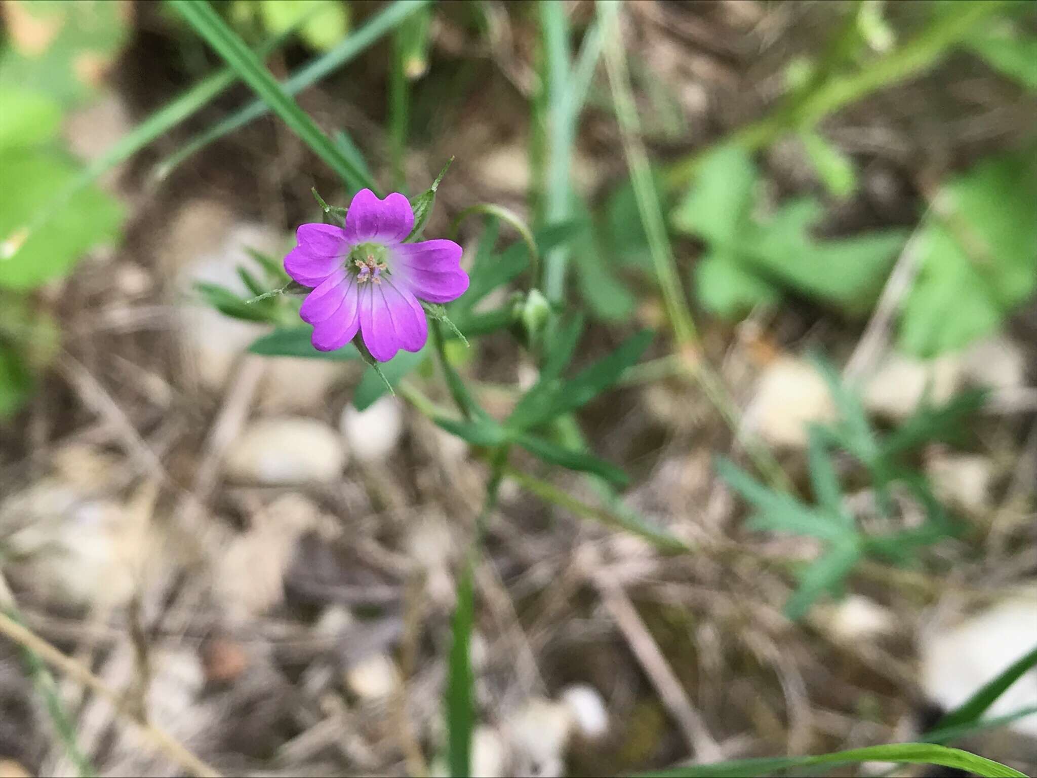 Plancia ëd Geranium columbinum L.