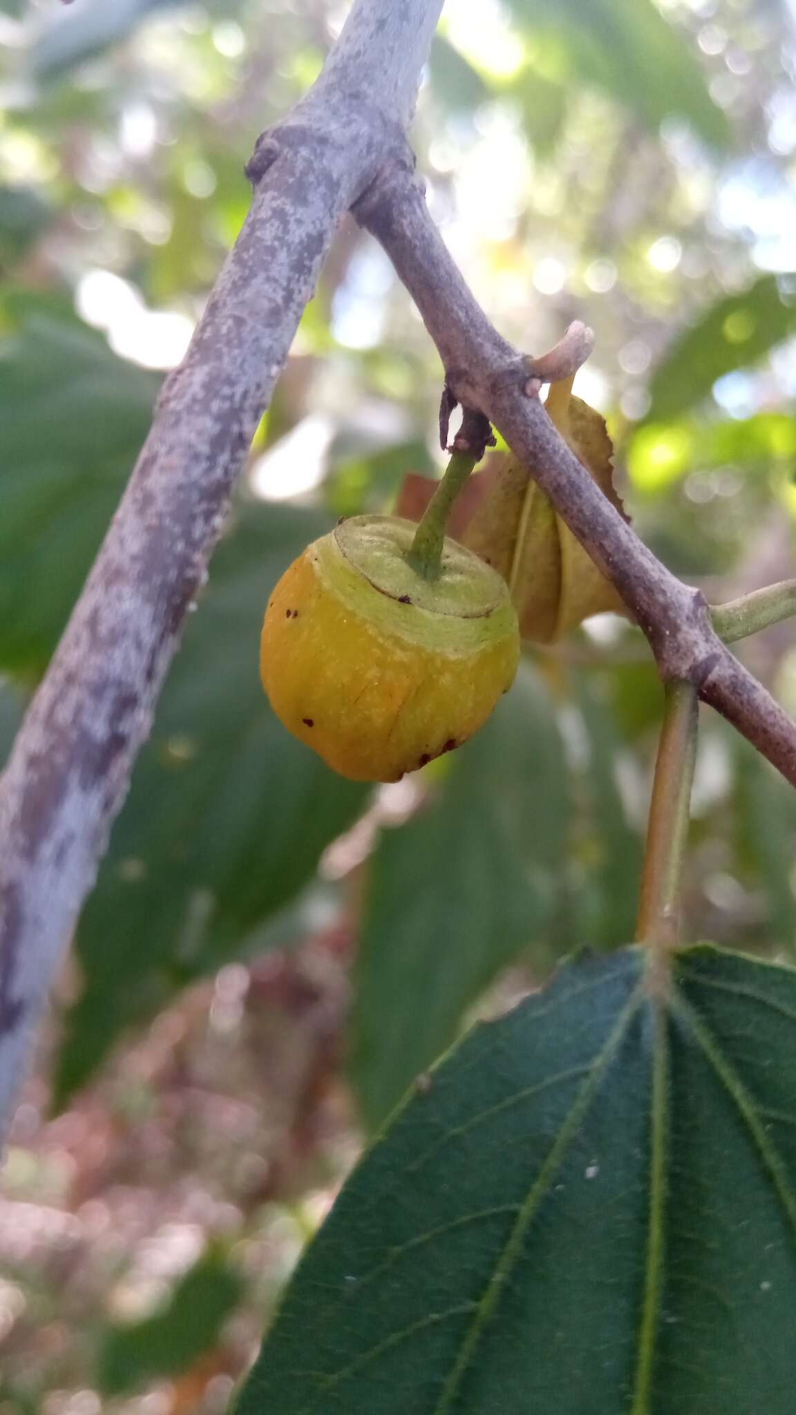 Colubrina decipiens (Baill.) Capuron resmi