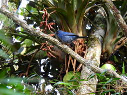 Image of Bluish Flower-piercer