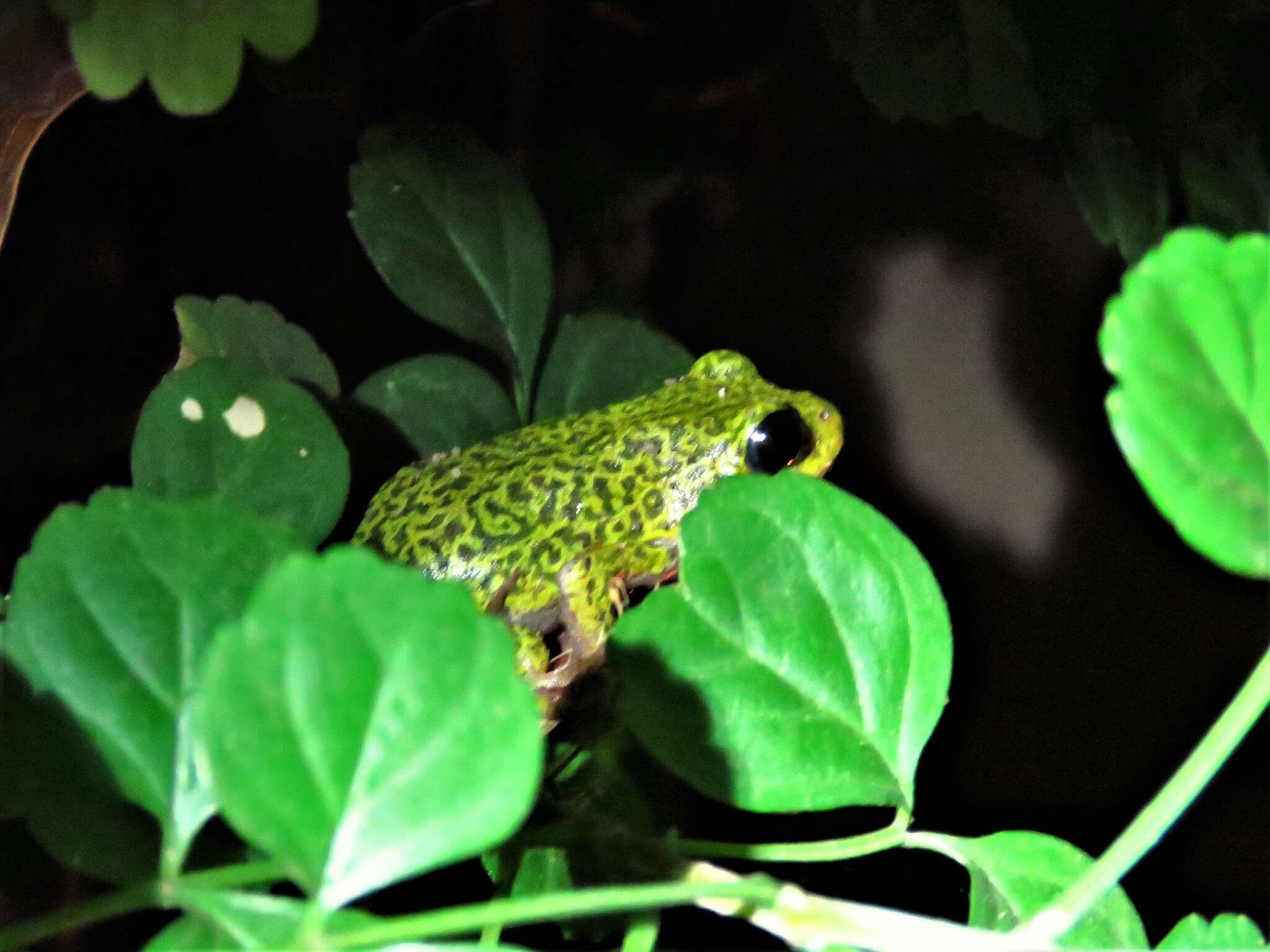 Image of Common Reed Frog