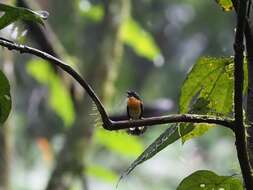 Image of Rufous-chested Flycatcher