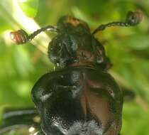 Image of Nicrophorus (Nicrophorus) guttula (Motschulsky 1845)