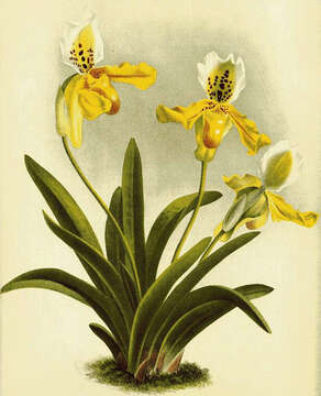 Слика од Paphiopedilum exul (Ridl.) Rolfe