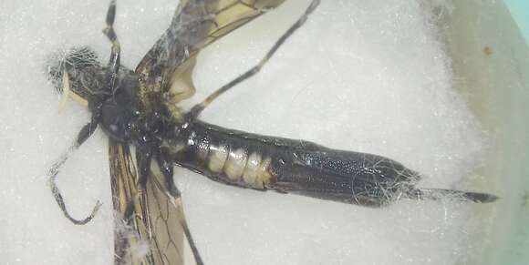 Image of <i>Tremex magus</i>