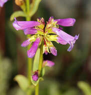 Image of pincushion beardtongue