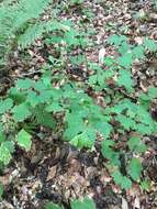 Image of Appalachian bugbane