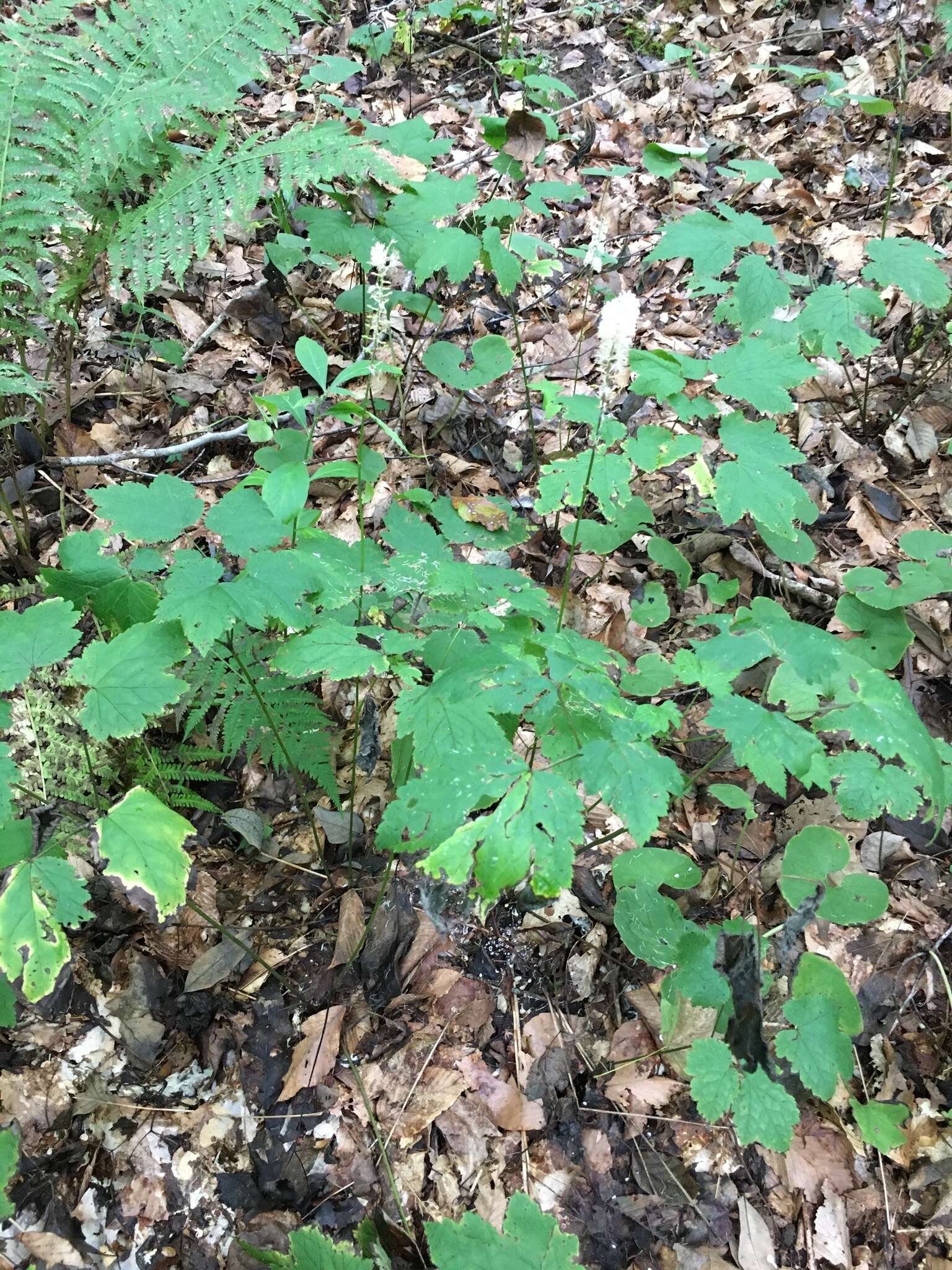 Image of Appalachian bugbane