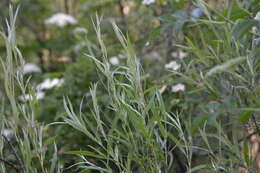 Image of silky willow