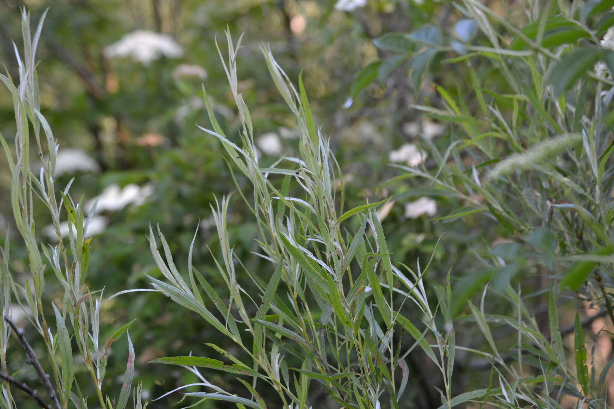 Imagem de Salix sericea Muhl.