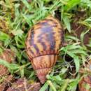 Image of giant Ghana tiger snail