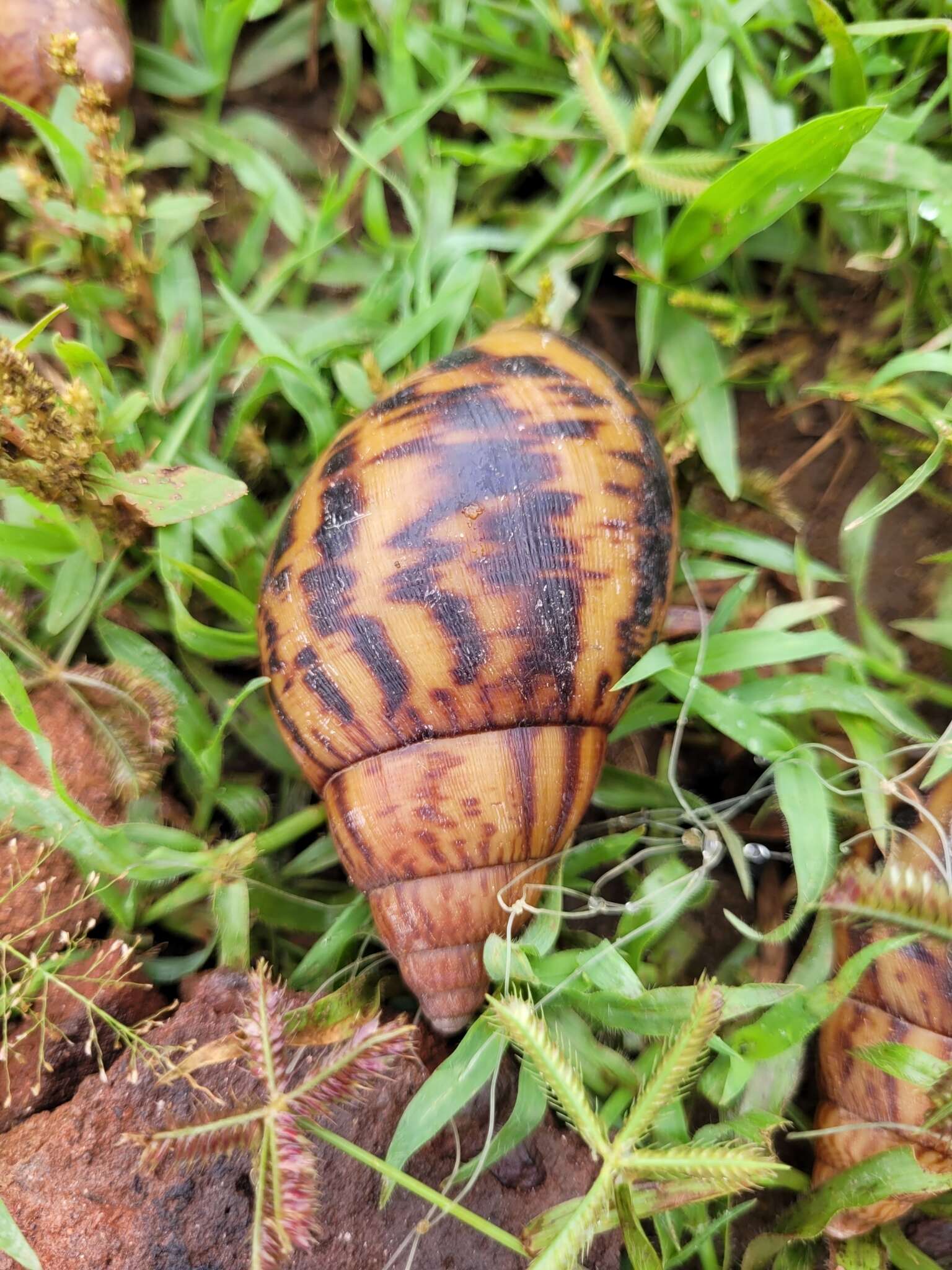 Image of giant Ghana tiger snail