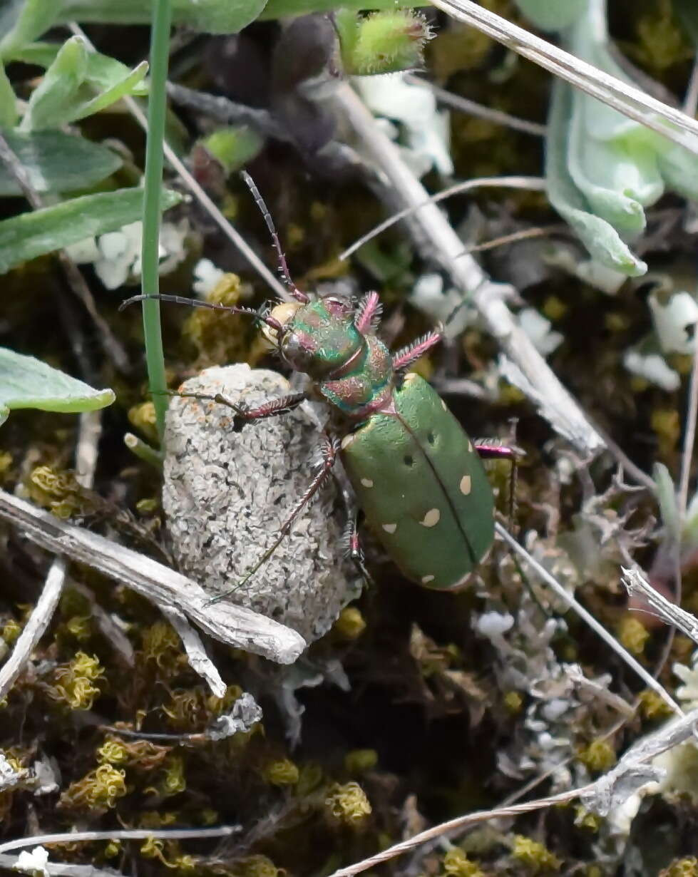 Image of Cicindela (Cicindela) campestris pontica Fischer von Waldheim 1828