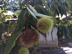 Image of Japanese chestnut