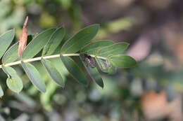 Image of Cyrtomius (Cyrtomius) plicatus (Champion 1884)