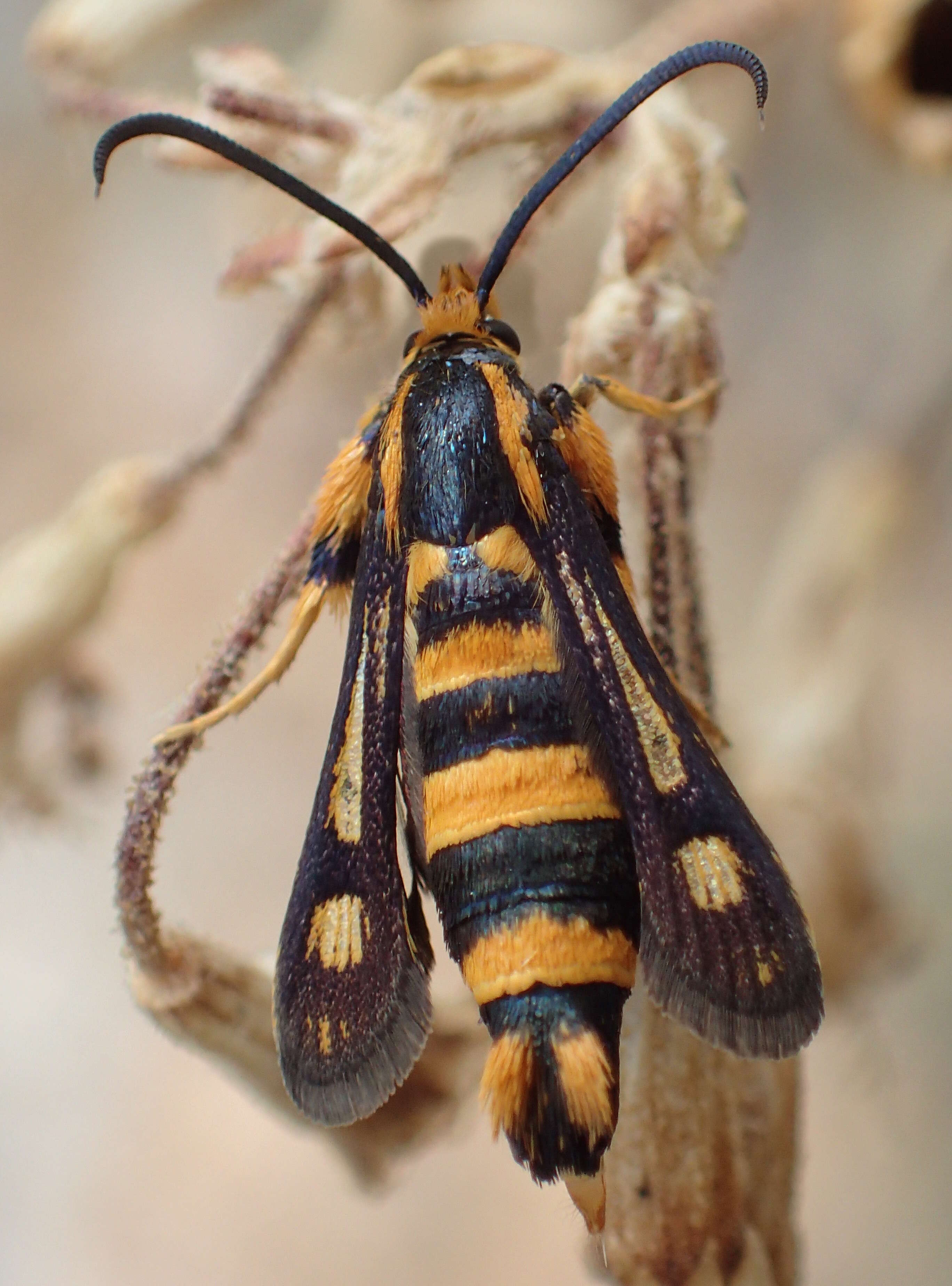 Imagem de Chamaesphecia masariformis Ochsenheimer 1808