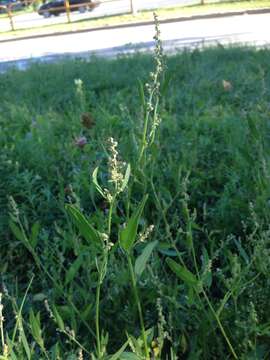 Image of Atriplex intracontinentalis Sukhor.