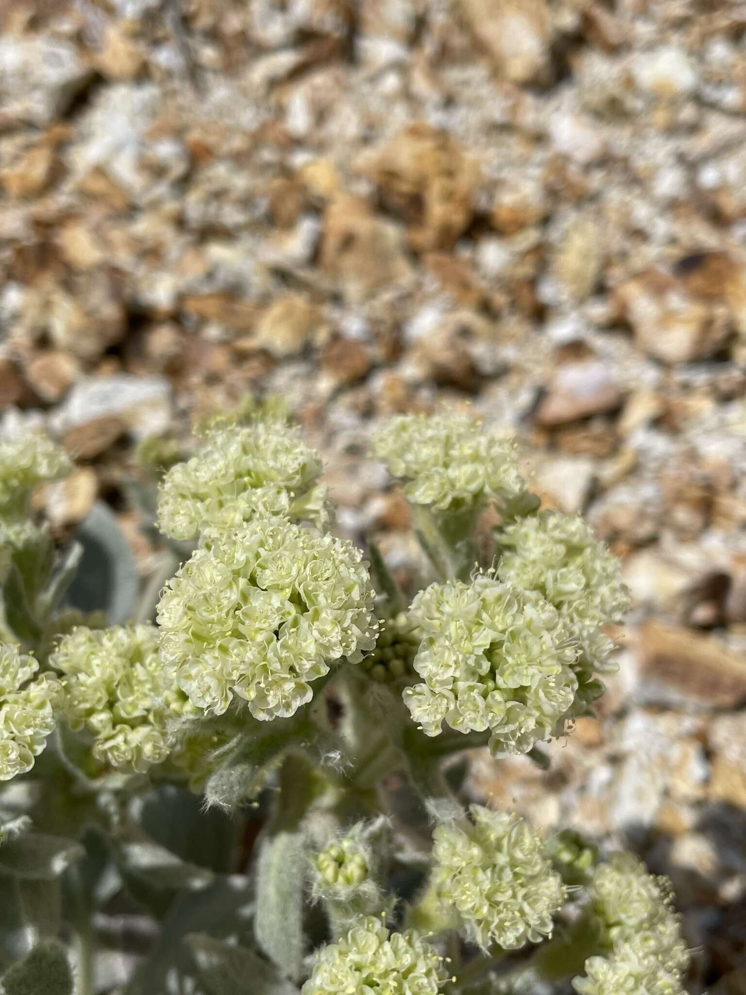 Image of granite buckwheat