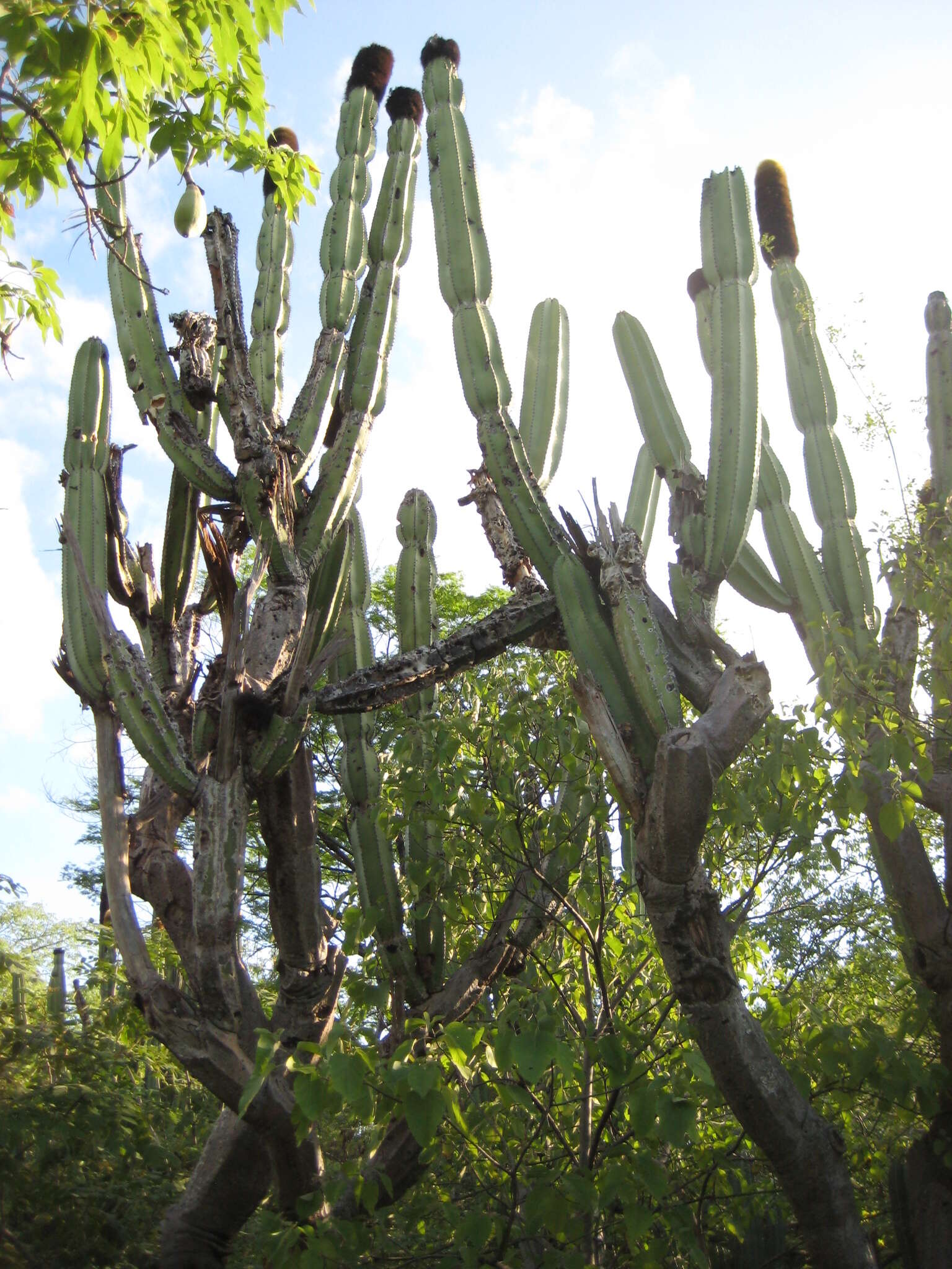 Image of Grenadier's Cap Cactus