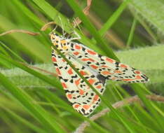 Image of crimson speckled