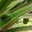 Sivun Scambophyllum sanguinolentum (Westwood 1848) kuva