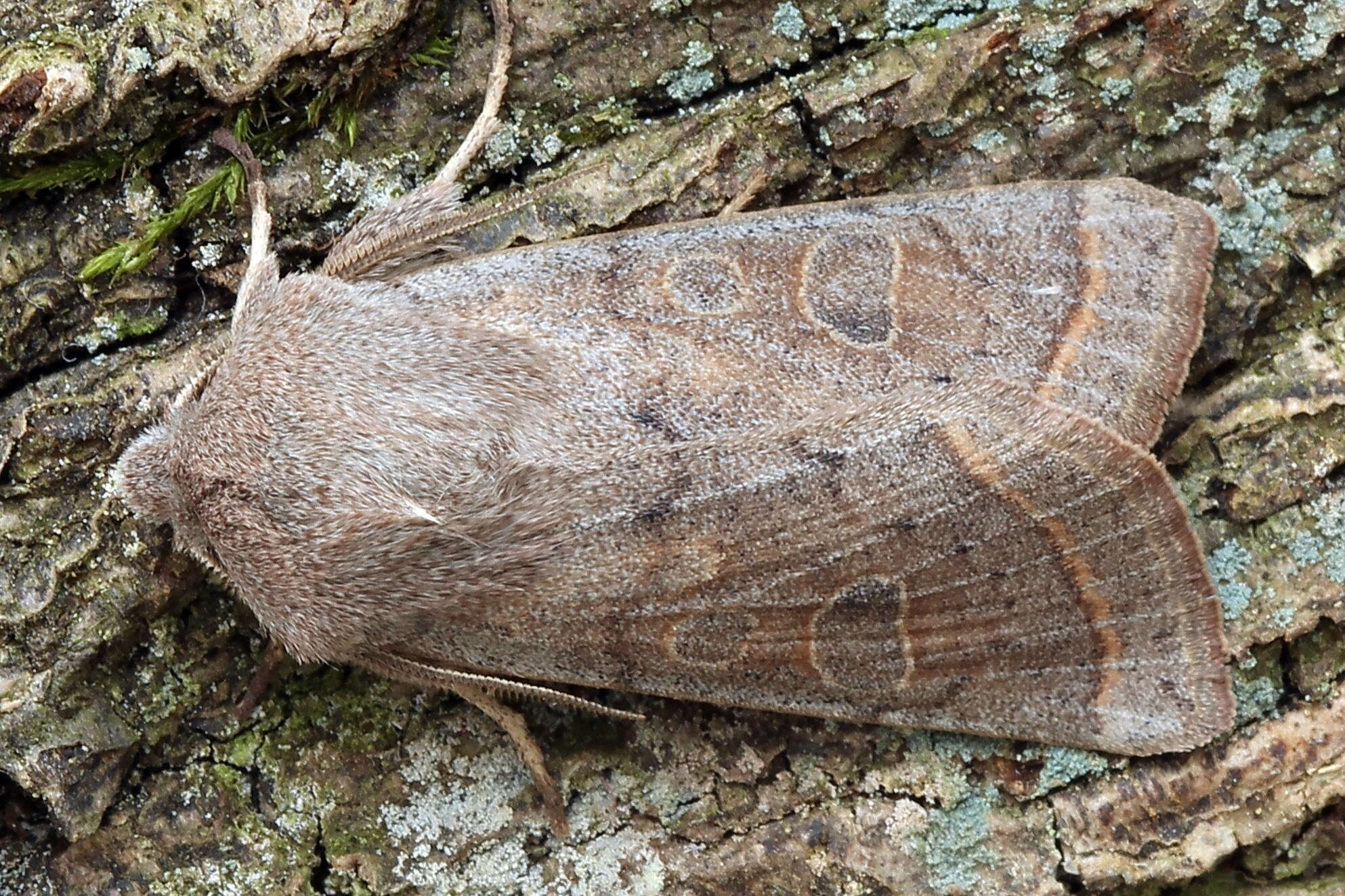 Слика од Orthosia gracilis Schiffermüller 1775