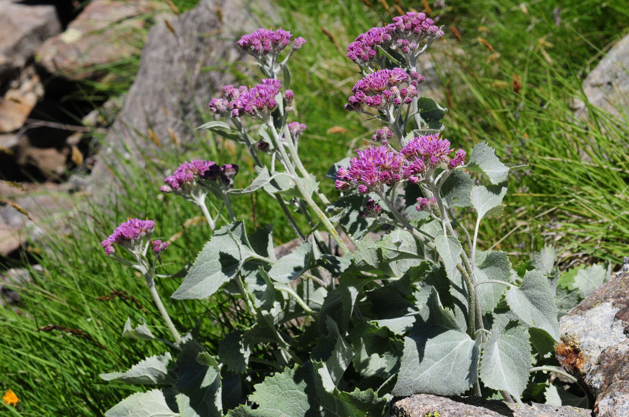 Image of Adenostyles leucophylla (Willd.) Rchb.