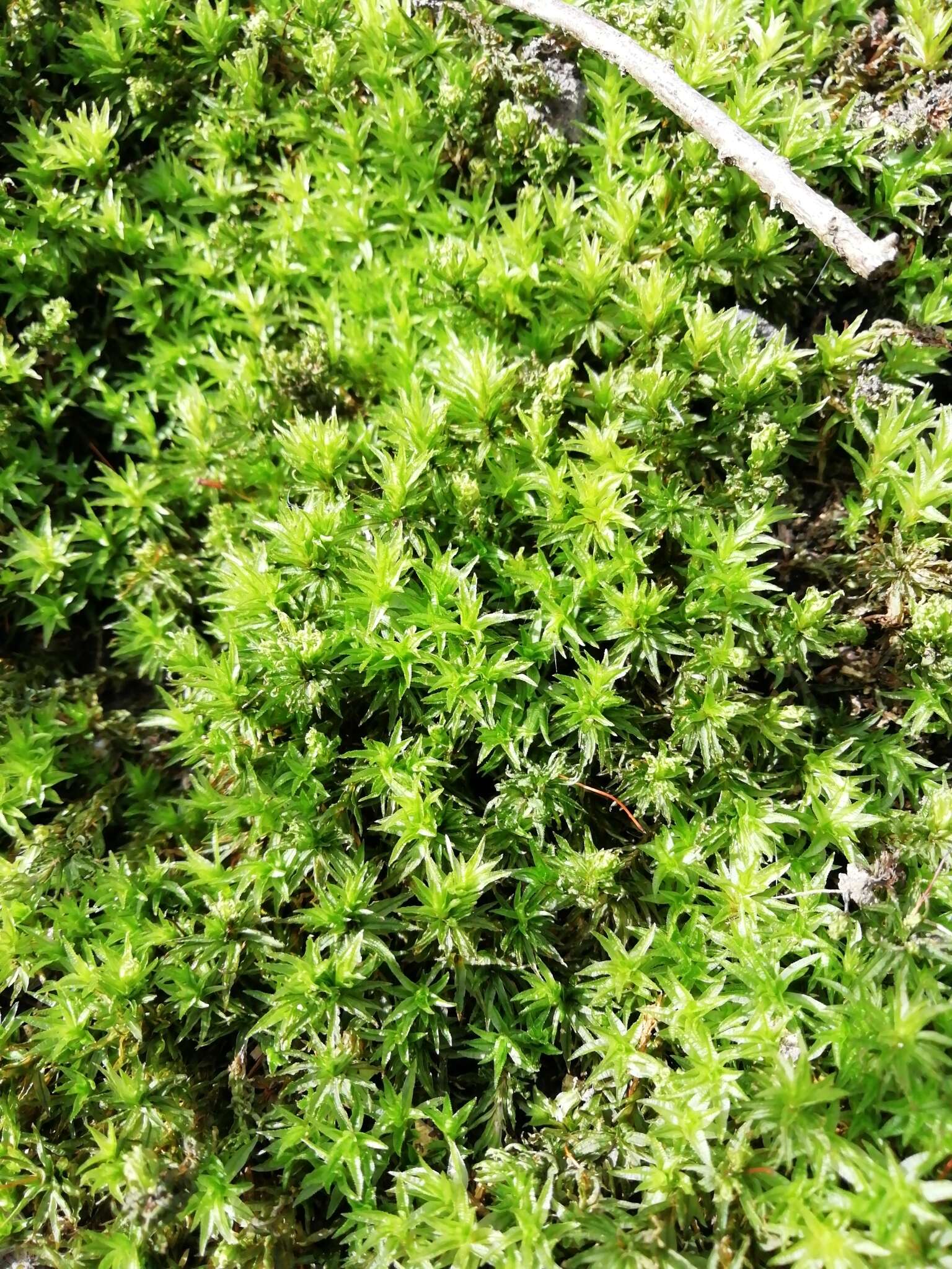 Image of undulate atrichum moss