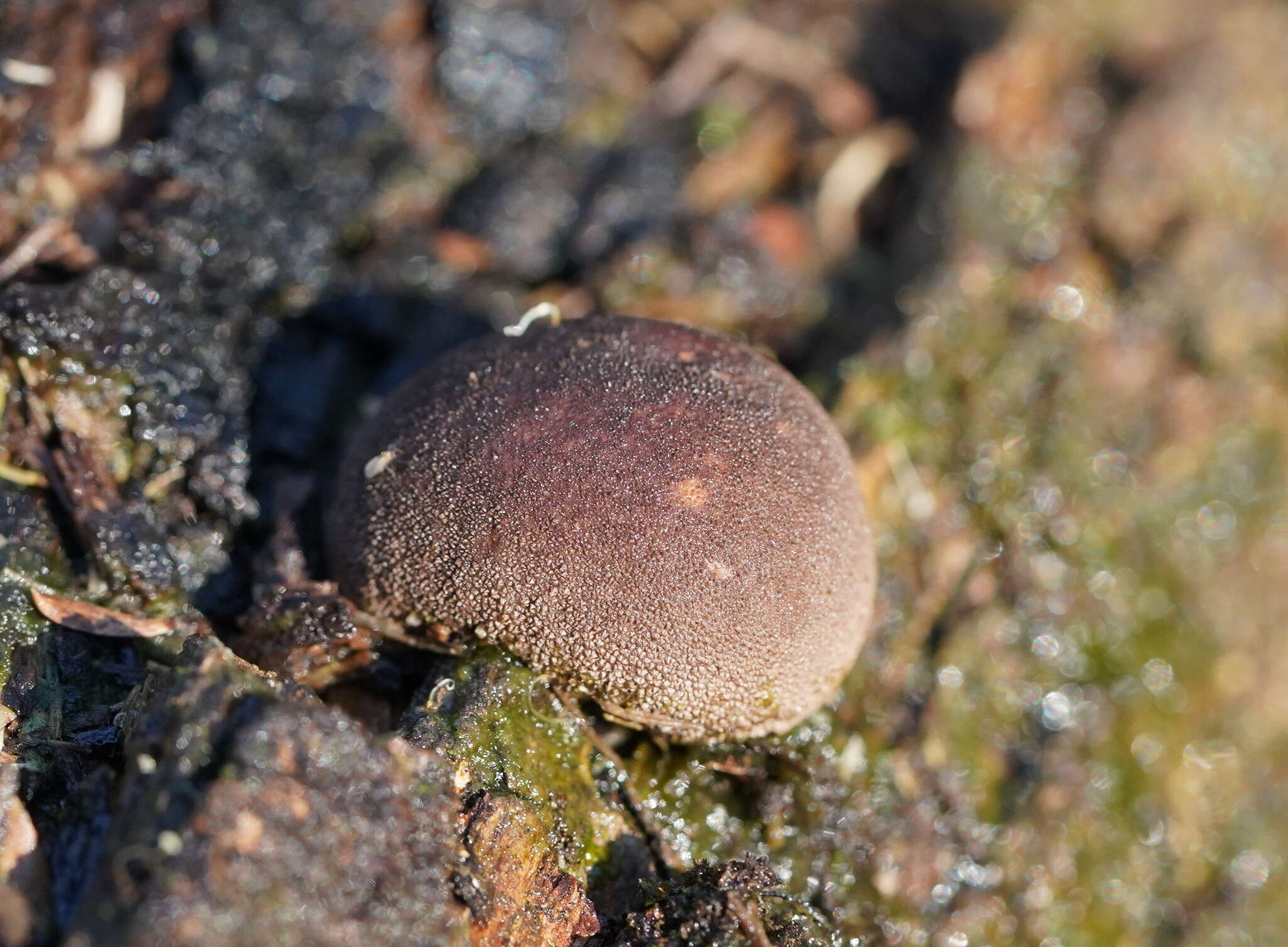 Imagem de Lycoperdon subincarnatum Peck 1872