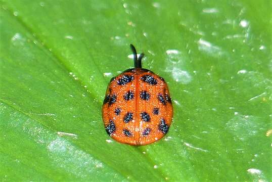 Image of Epistictina viridimaculata (Boheman 1850)