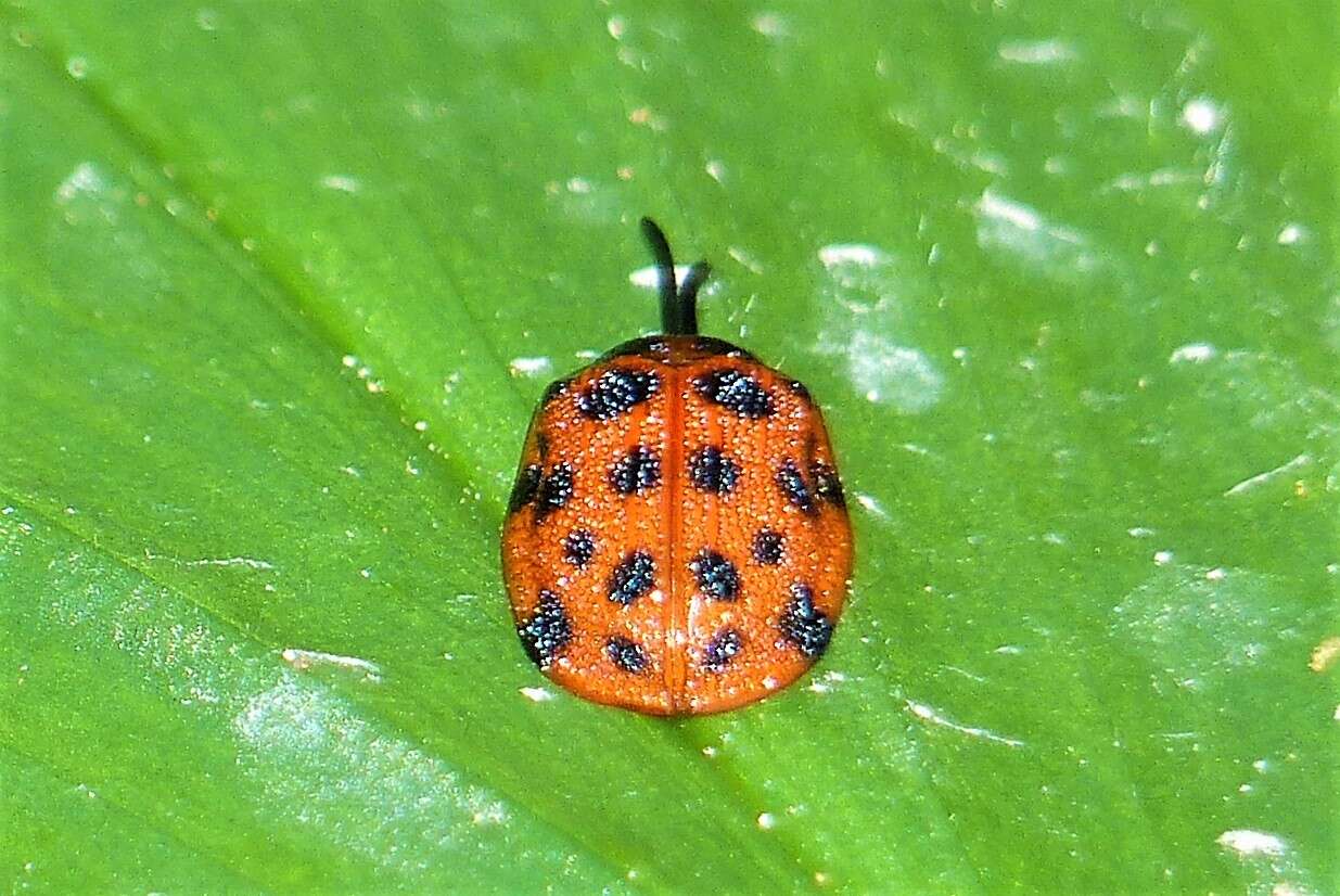 Image of Epistictina viridimaculata (Boheman 1850)