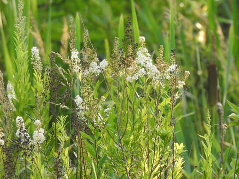 Image of Spiraea alba var. alba