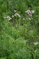 Image of VALERIANACEAE