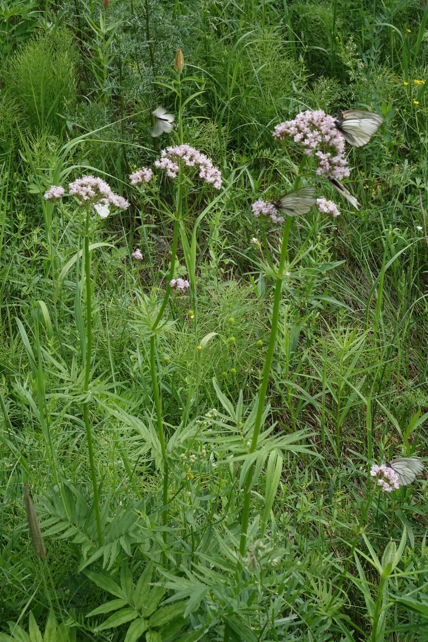 Image of VALERIANACEAE